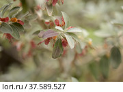 Flora of Gran Canaria - flowering Teucrium heterophyllum, species of germander endemic to Macaronesia. Стоковое фото, фотограф Tamara Kulikova / Фотобанк Лори