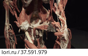 Human skeleton with skin and internal organs removed, divided into layers (2021 год). Редакционное видео, видеограф Потийко Сергей / Фотобанк Лори