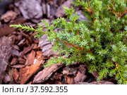 Branches of a young plant Juniperus squamata on a background of pine bark mulch. Стоковое фото, фотограф Юлия Бабкина / Фотобанк Лори