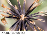 Seeds of beggarticks (Bidens), Asteraceae. Стоковое фото, фотограф Михаил Кочиев / Фотобанк Лори