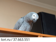 Jaco parrot close up. Стоковое фото, фотограф Argument / Фотобанк Лори