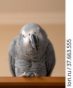 Portrait of a parrot close up. Стоковое фото, фотограф Argument / Фотобанк Лори