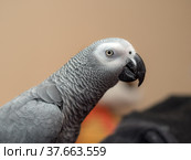 Domestic parrot Jaco close up. Стоковое фото, фотограф Argument / Фотобанк Лори