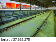 Yellow sulphur and a orange metal tanks with acid at sulphuric acid plant warehouse. Стоковое фото, фотограф Alexey Rezvykh / Фотобанк Лори