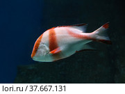 Lutjanus Sebae (Cuvier) - Emperor red snapper, Emperor Bream. Fish in the aquarium. Fish underwater. Стоковое фото, фотограф Ирина Вершинская / Фотобанк Лори