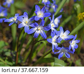 Scilla luciliae, species of flowering plant in family Asparagaceae. It is referred to by common names Bossier's glory-of-the-snow or Lucile's glory-of-the-snow. Стоковое фото, фотограф Валерия Попова / Фотобанк Лори