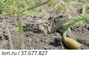Южный Урал. Ящерица у входа в нору. The Southern Urals. Lizard at the entrance to the burrow. Стоковое видео, видеограф Евгений Романов / Фотобанк Лори