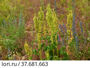 Horse sorrel (Rumex confertus) on herbage background. Стоковое фото, фотограф Алексей Антипов / Фотобанк Лори