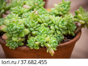 Sedum clavifolium. Стоковое фото, фотограф Юлия Бабкина / Фотобанк Лори