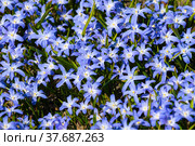 Клумба с цветами Хионодокса Люцилии (Chionodoxa luciliae) солнечным апрельским днем. Вид сверху. Стоковое фото, фотограф Виктор Карасев / Фотобанк Лори