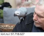 Parrot on his shoulder. Стоковое фото, фотограф Argument / Фотобанк Лори