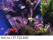 Ternetzi Glo Fish Veil in the freshwater aquarium. Modified aquarium fish with voile fins and glowing color. Selective focus. Стоковое фото, фотограф Андрей Никитин / Фотобанк Лори