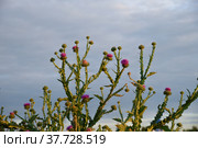Flowering thistle ( Onopordum acanthium L.) on sky background. Стоковое фото, фотограф Алексей Антипов / Фотобанк Лори