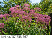 Eupatorium blooms in the garden. Посконник. Стоковое фото, фотограф Андрей Никитин / Фотобанк Лори