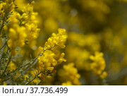 Flora of Gran Canaria - bright yellow flowers of Teline microphylla, broom species endemic to the island, natural macro floral background. Стоковое фото, фотограф Tamara Kulikova / Фотобанк Лори