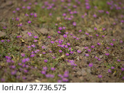 Flora of Gran Canaria - Spergularia fimbriata, fringed sandspurry, natural macro floral background. Стоковое фото, фотограф Tamara Kulikova / Фотобанк Лори