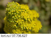 Flora of Gran Canaria - large inflorescence of Aeonium undulatum, succulent endemic to the island natural macro floral background. Стоковое фото, фотограф Tamara Kulikova / Фотобанк Лори