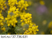 Flora of Gran Canaria - bright yellow flowers of Teline microphylla, broom species endemic to the island, natural macro floral background. Стоковое фото, фотограф Tamara Kulikova / Фотобанк Лори
