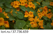 Flora of Gran Canaria - Tropaeolum majus, the garden nasturtium, introduced and invasive plant, edible, natural macro floral background. Стоковое фото, фотограф Tamara Kulikova / Фотобанк Лори