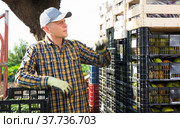 Worker counting crates of vegetables. Стоковое фото, фотограф Яков Филимонов / Фотобанк Лори
