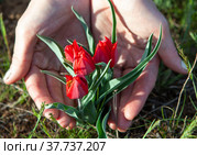 Женщина держит в руках дикие степные тюльпаны. Целинный район. Республика Калмыкия. Россия (2022 год). Стоковое фото, фотограф Сергей Афанасьев / Фотобанк Лори