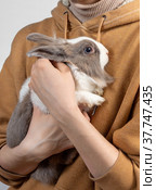 A young woman is holding a cute fluffy rabbit in her arms. The frightened rabbit clung to the mistress's hands. Стоковое фото, фотограф Светлана Акифьева / Фотобанк Лори