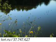 Wild grass on the lake. Evening. Mosquitos fly over the grass. Blurred background. (2020 год). Редакционное фото, фотограф Ирина Вершинская / Фотобанк Лори