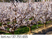 Blossoming of apricots trees on a meadows of Europe. Стоковое фото, фотограф Яков Филимонов / Фотобанк Лори