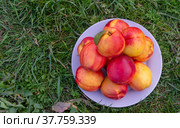 Сочные спелые аппетитные нектарины на траве. Juicy ripe delicious nectarines on the grass. Стоковое фото, фотограф Мария / Фотобанк Лори