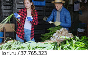 Couple of smallholder farmers peeling and sorting green onions after harvest, preparing for storage. Стоковое видео, видеограф Яков Филимонов / Фотобанк Лори