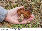 Условно съедобный гриб строчок на детской руке. Стоковое фото, фотограф Александр Романов / Фотобанк Лори
