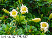 Exotic tropical flower  Chalice Vine (2021 год). Стоковое фото, фотограф Дмитрий Брусков / Фотобанк Лори