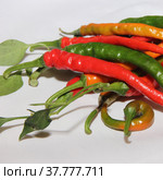 Spicy chili. Astrakhan pepper. Стоковое фото, фотограф Елена Бобкова / Фотобанк Лори