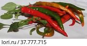 Spicy chili. Astrakhan pepper. Стоковое фото, фотограф Елена Бобкова / Фотобанк Лори