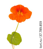 Flora of Gran Canaria - Tropaeolum majus, the garden nasturtium, introduced and invasive plant, edible. Стоковое фото, фотограф Tamara Kulikova / Фотобанк Лори