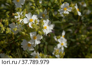 Flora of Gran Canaria - flowering Cistus monspeliensis ssp. canariensis, Montpellier rockrose, Canary subspecies, pyrophile plant (2022 год). Стоковое фото, фотограф Tamara Kulikova / Фотобанк Лори