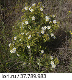 Flora of Gran Canaria - flowering Cistus monspeliensis ssp. canariensis, Montpellier rockrose, Canary subspecies, pyrophile plant (2022 год). Стоковое фото, фотограф Tamara Kulikova / Фотобанк Лори