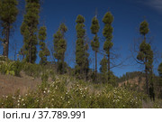 Gran Canaria, landscape of the mountainous part of the island in the Nature Park Tamadaba (2022 год). Стоковое фото, фотограф Tamara Kulikova / Фотобанк Лори