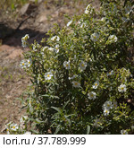 Flora of Gran Canaria - flowering Cistus monspeliensis ssp. canariensis, Montpellier rockrose, Canary subspecies, pyrophile plant (2022 год). Стоковое фото, фотограф Tamara Kulikova / Фотобанк Лори