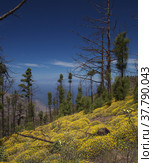 Gran Canaria, landscape of the mountainous part of the island in the Nature Park Tamadaba (2022 год). Стоковое фото, фотограф Tamara Kulikova / Фотобанк Лори