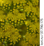 Flora of Gran Canaria - large inflorescence of Aeonium undulatum, succulent endemic to the island natural macro floral background. Стоковое фото, фотограф Tamara Kulikova / Фотобанк Лори