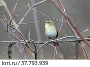 Phylloscopus trochilus. Пеночка весничка весной на ветке дерева, Ямало-Ненецкий автономный округ. Стоковое фото, фотограф Григорий Писоцкий / Фотобанк Лори
