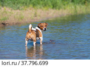 Джек-Рассел терьер на реке. Собака на охоте. Стоковое фото, фотограф Виталий Михайлюк / Фотобанк Лори