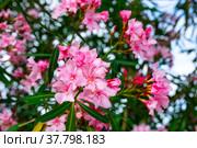 Close-up blossoming of oleander flowers in the spring. Стоковое фото, фотограф Яков Филимонов / Фотобанк Лори