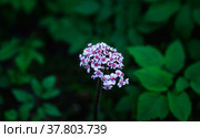 Цветущая Дармера, Darmera Peltata (Пельтифиллум щитовидный, лат. Peltiphyllum peltatum) в саду. Стоковое фото, фотограф Андрей Пустякин / Фотобанк Лори