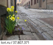 Цветы сквозь камень (2010 год). Стоковое фото, фотограф Алексей Шишко / Фотобанк Лори