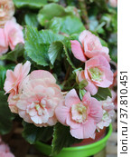 Розовая бегония клубневая (Begonia Tuberhybrida) Стоковое фото, фотограф Елена Орлова / Фотобанк Лори
