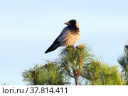 Corvus cornix. Серая ворона весной сидит на вершине сосны сибирской, Ямало-Ненецкий автономный округ. Стоковое фото, фотограф Григорий Писоцкий / Фотобанк Лори