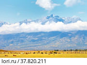 Beautiful calm rural autumn landscape with grazing cows and horses on a yellowed meadow against the backdrop of mountain snow-capped peaks with low clouds on a sunny day. Buryatia, Eastern Sayans, Baikal region, Tunka Valley. Стоковое фото, фотограф Виктория Катьянова / Фотобанк Лори