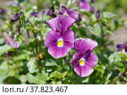 Фиолетовая ампельная виола (лат. Viola) цветет на клумбе в саду. Стоковое фото, фотограф Елена Коромыслова / Фотобанк Лори
